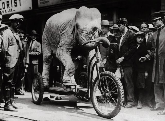 An elephant riding a bicycle
